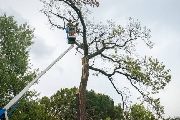 Best Tree and Shrub Care  in Lake Havasu City, AZ